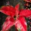 Thumbnail: Aglaonema China Red