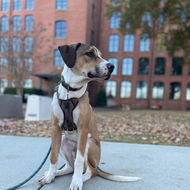 Bo, is a handsome hound mix dog. He is brown and white in color.