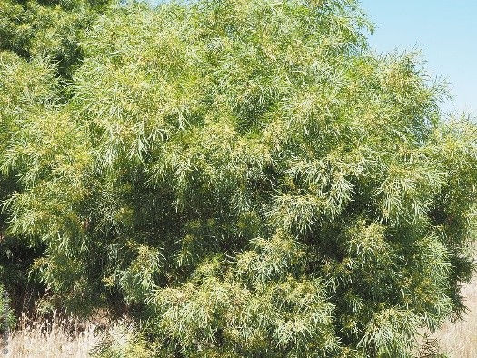 Acacia Retinodes – Wirilda/Swamp Wattle