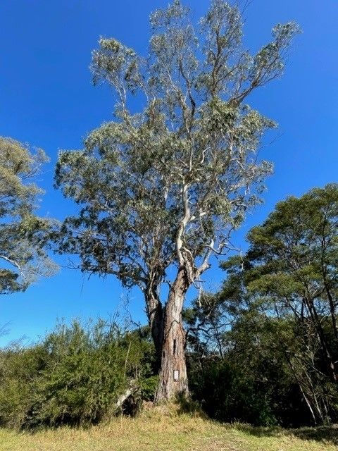 Eucalyptus Ovata – Swamp Gum