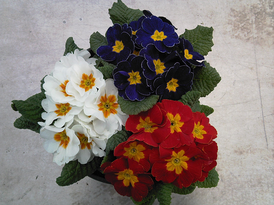 Nurdin Horticulture/Nous contacter