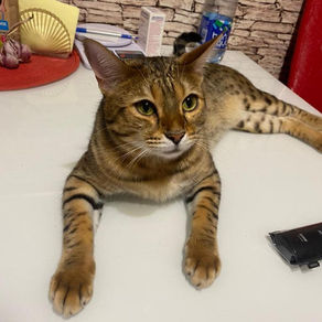 Пропал кот!