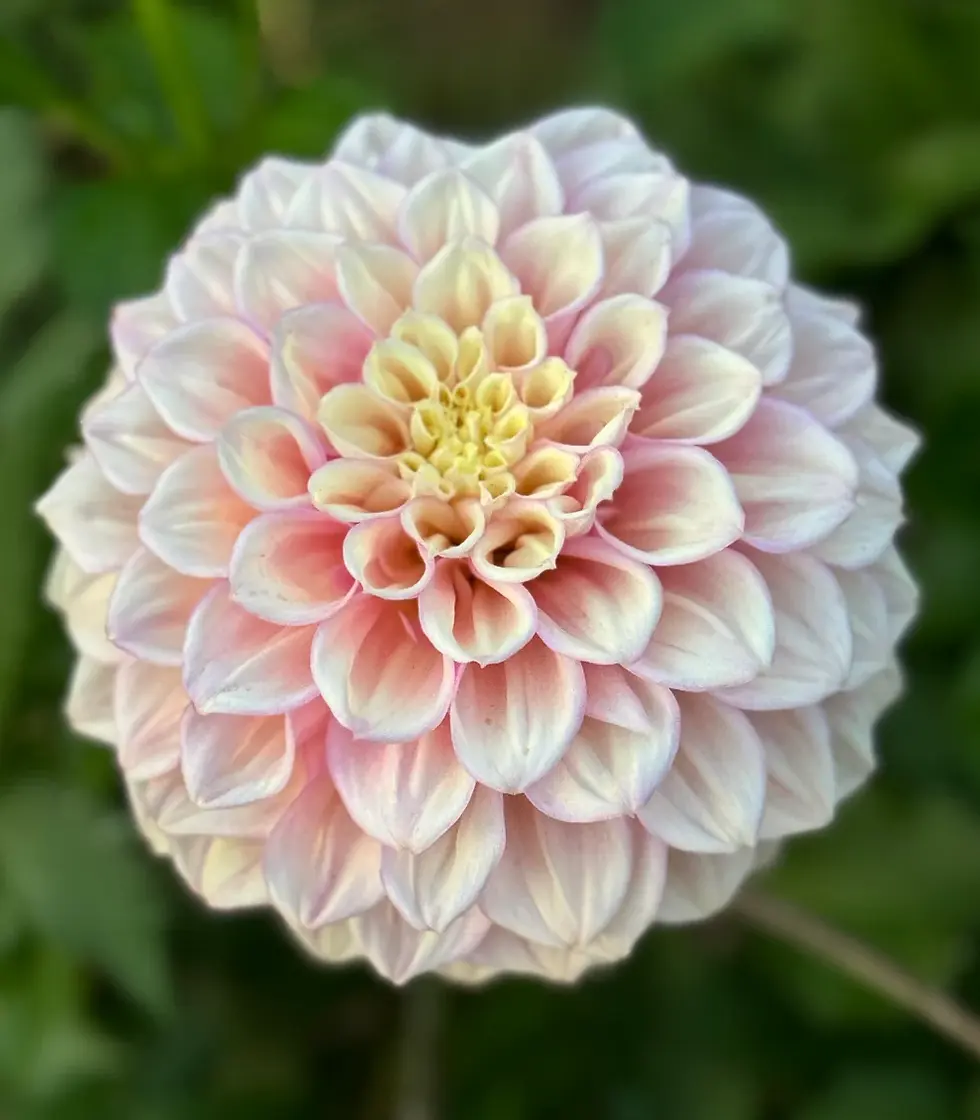 Sugar Town Sunrise Dahlia
