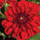 Thumbnail: Dahlia Tango Decorative Large Deep Red