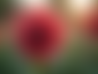 Starting Flower Farming: Essential Tips for Success