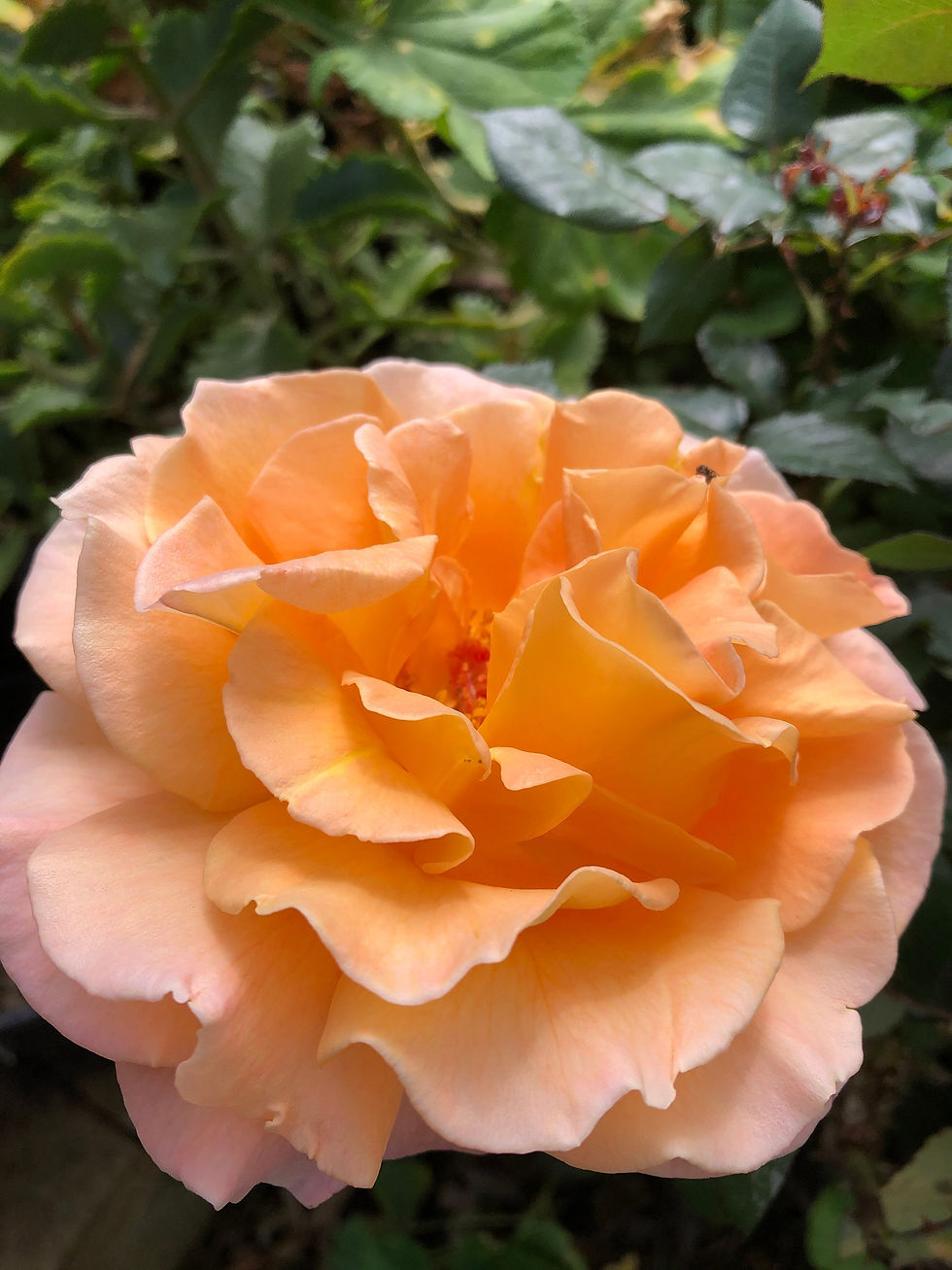 Thumbnail: Rose infused Honey A Delightful Treat for Food Lovers and a Perfect Gift for Spe