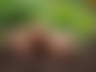 The Ultimate Guide to Planting Dahlia Tubers in Spring