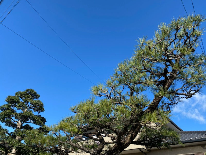 葉むしり後の松