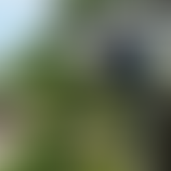 庭師が高所で剪定作業をしている様子