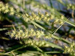 Got Grass Burrs?