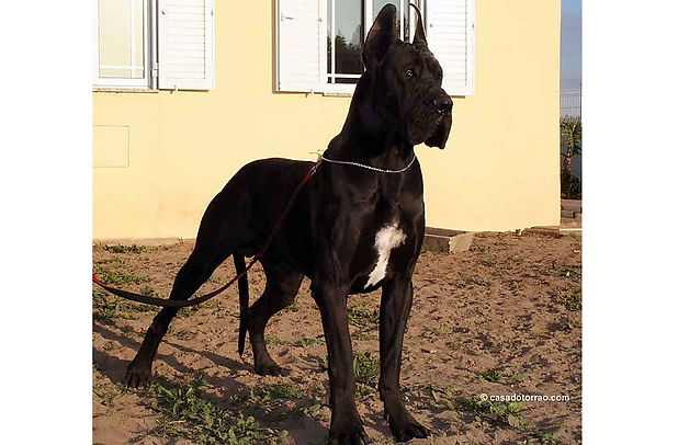 Heidi Da casa Torrao.jpg