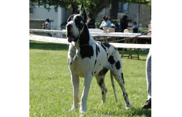 Ushalina de la Benjamine.jpg