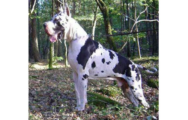 reyfenateus du domaine de l'ange.jpg