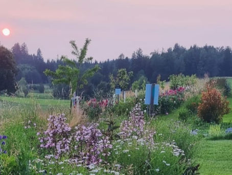 Schnittblumenfeld mit Agroforst