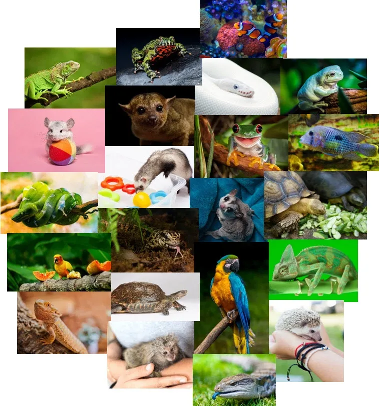 Wild Discovery 501c3 Fundraising Event!