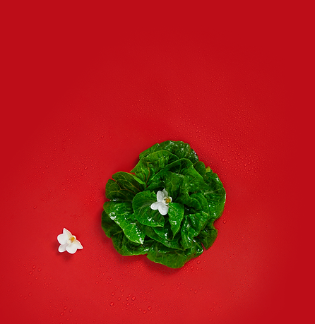 salat-b-x.png
