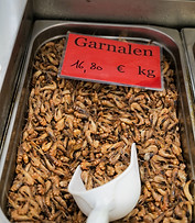 rekekrokettfestival_HelleValebrokkL1150570.jpg