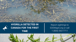 Hydrilla, and Aquatic Invasive Species, at Hillman Marsh Conservation Area