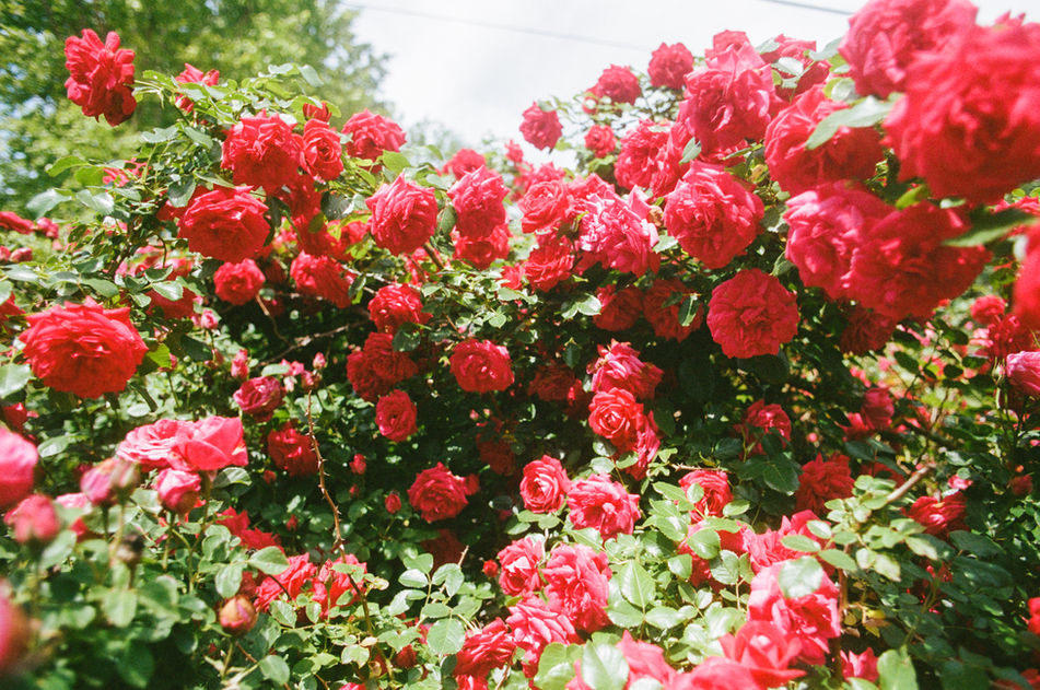 Roses on Portra 400