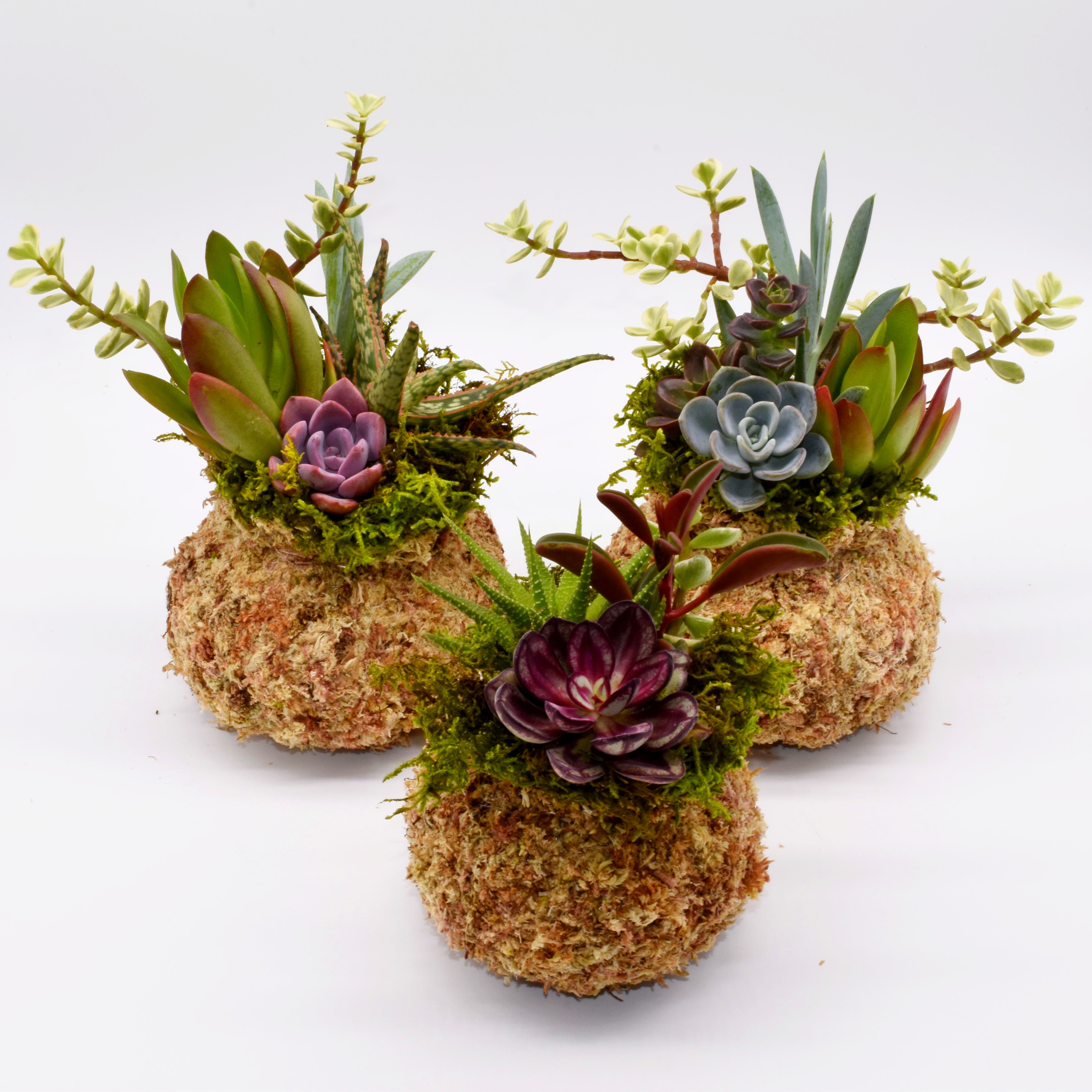 Succulent Arrangement Kokedama