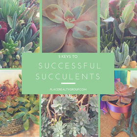 5 Keys to Success with Decorative Succulents