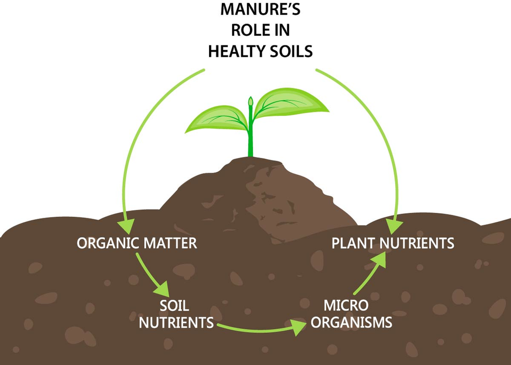 Dairies dig into expanding manure’s role in healthy soils