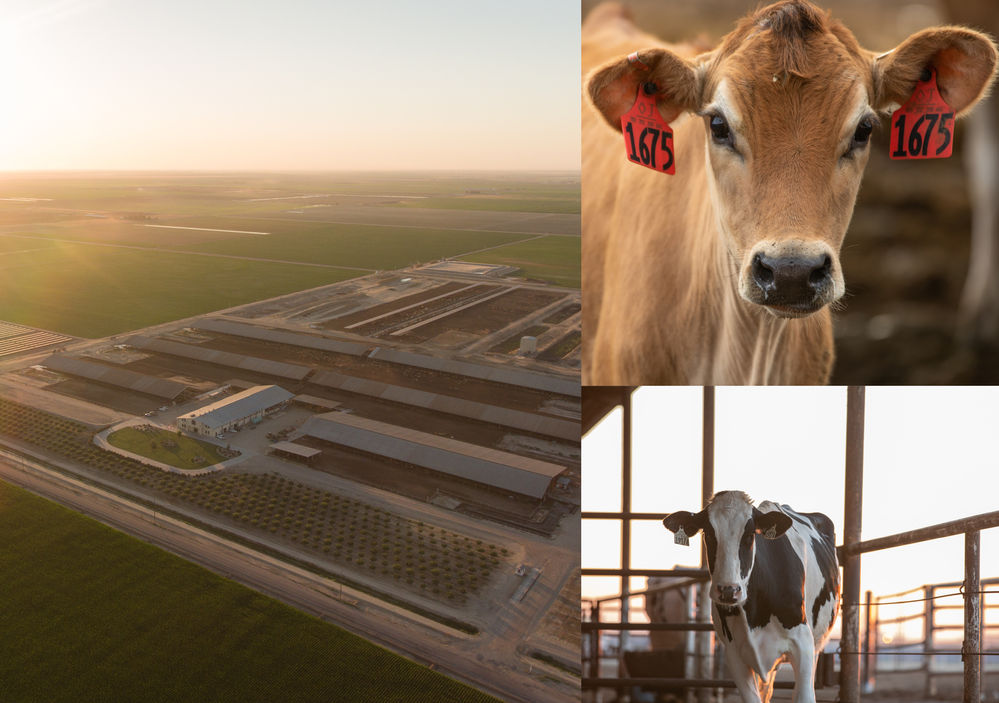 Join California dairy farmers in their worldleading, efforts