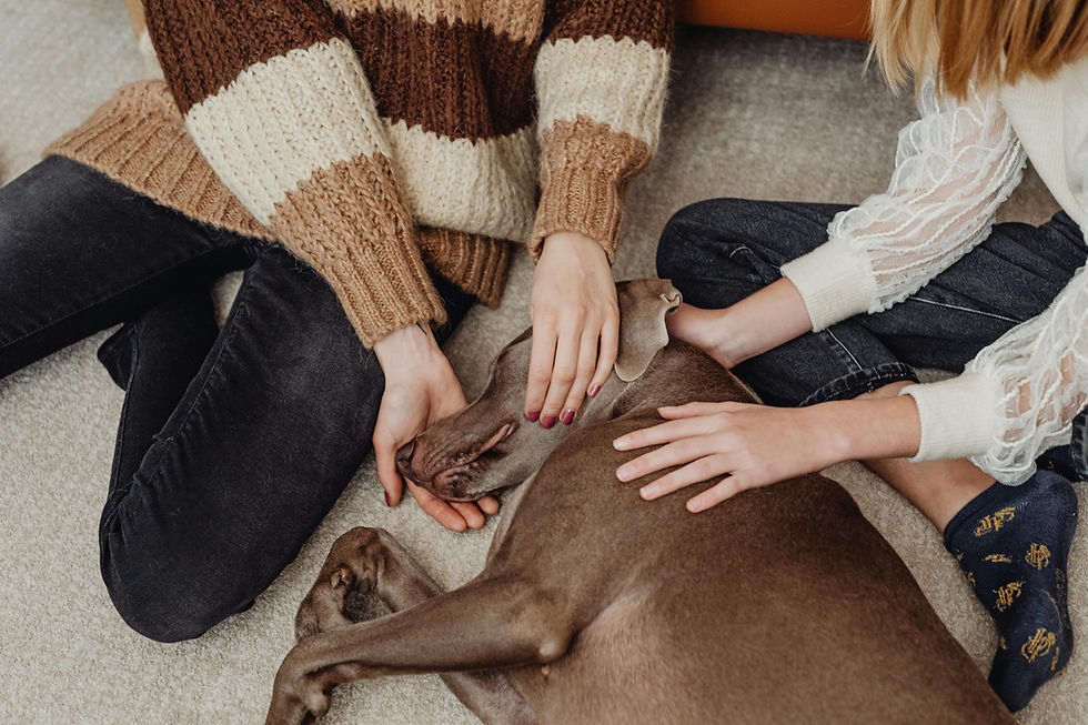¿CÓMO EXPLICAR LA MUERTE DE UNA MASCOTA A UN NIÑO?