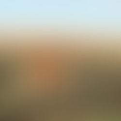 Veado campeiro - Ozotoceros bezoarticus