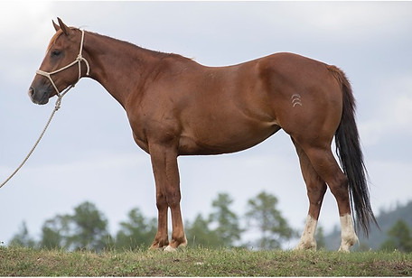 Chestnut-CCC-Cowboy Whiskey.jpg