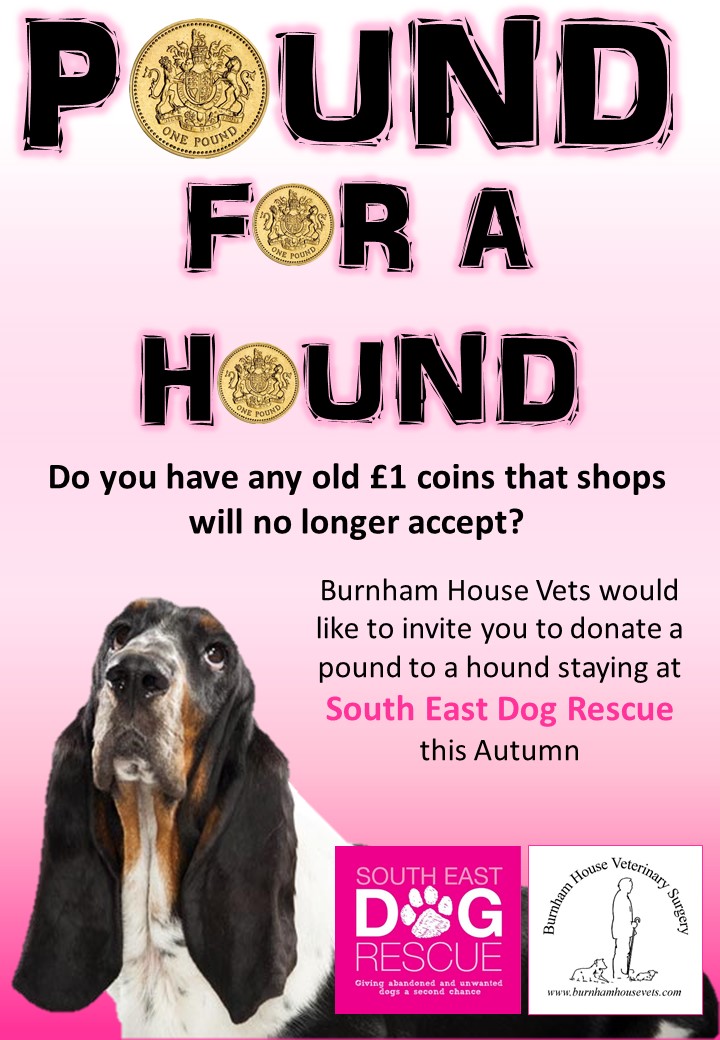 south east dog rescue
