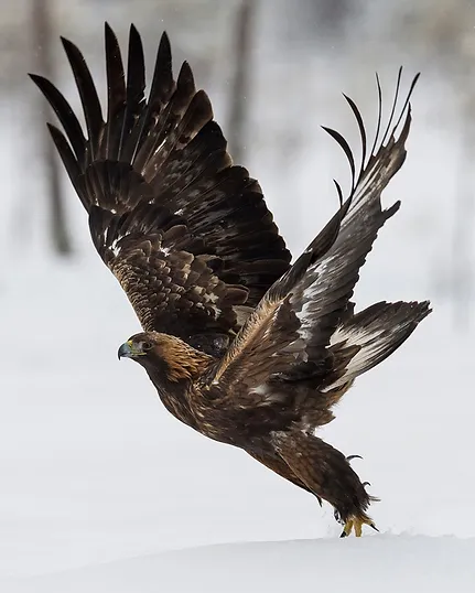 Wildpix Golden Eagles In Sweden