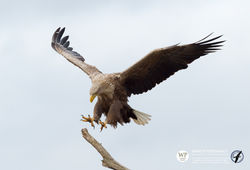 ©_SKUA_WILDPIX_Ultima_Frontera_jan_2015_Martin_Steenhaut_079