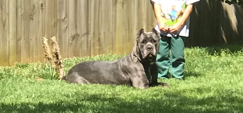 Home Dockstaders Dobermans Cane Corsos