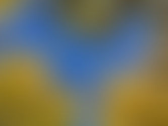 イチョウ見学:イズミノソラ