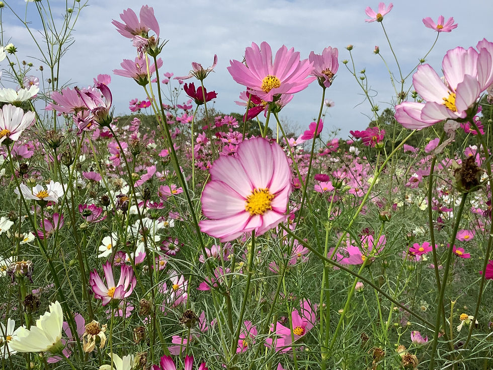 コスモス見学:いずみの里