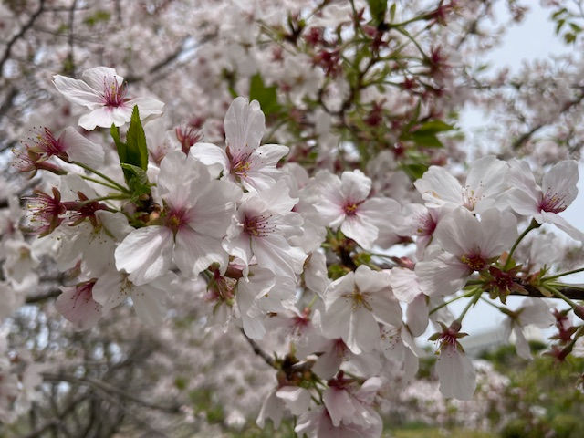 桜見学