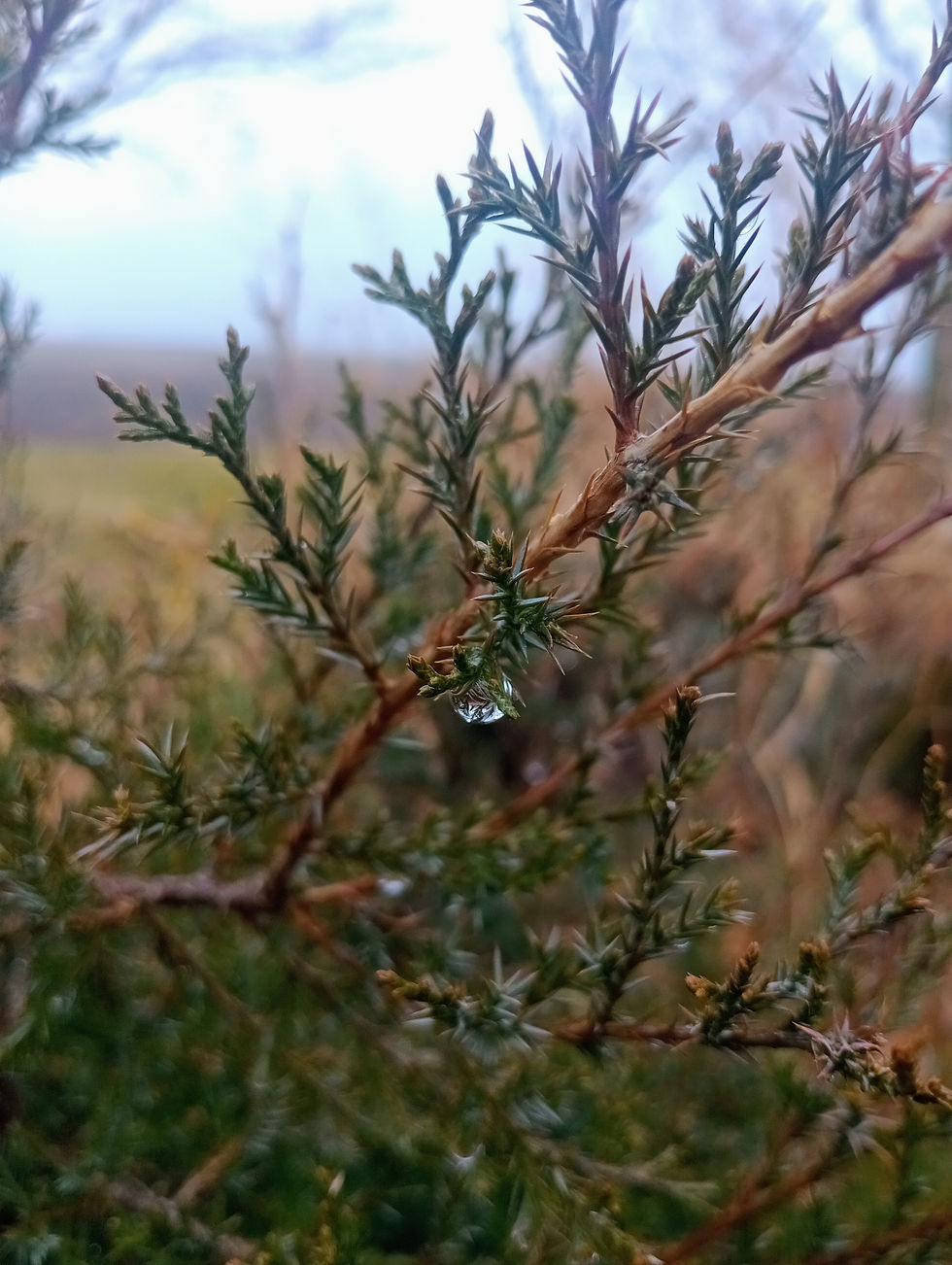 Juniper tree dripping rain at Ujima Retreat Center, Urbana, IL