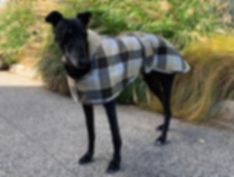 Elitehound Norfolk Plaid Fleece (One size to fit all Greyhounds)