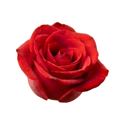 rose 1.png