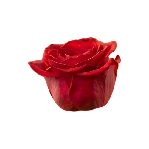 rose 3.png
