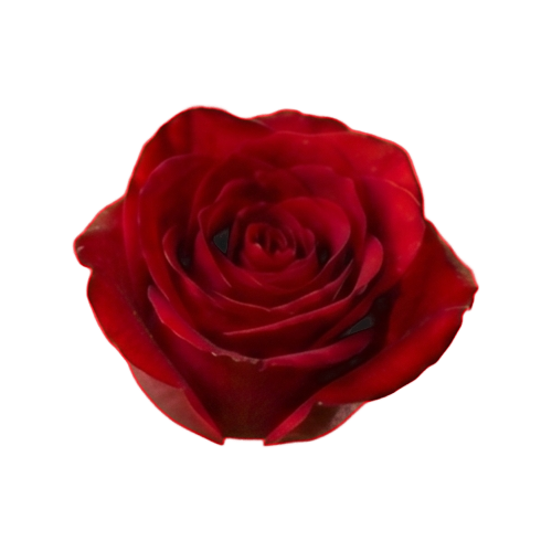 rose 9 blur 3.png