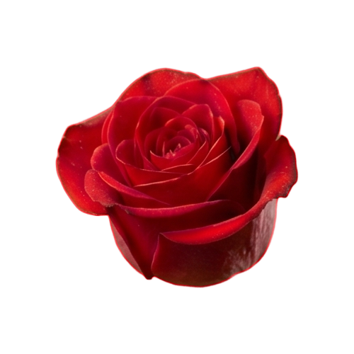 rose 2.png