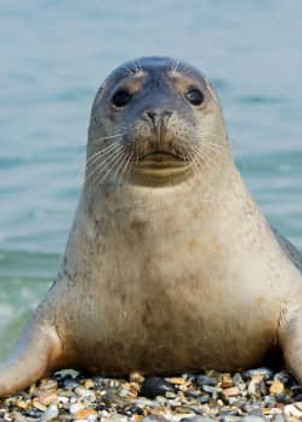 MONK SEAL.jpg