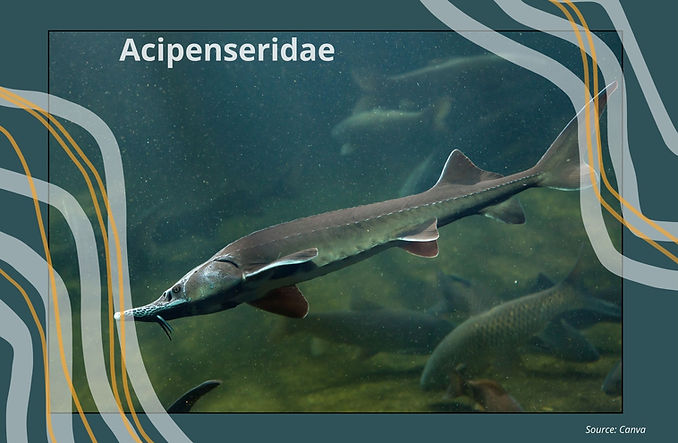 Acipenseridae.jpg