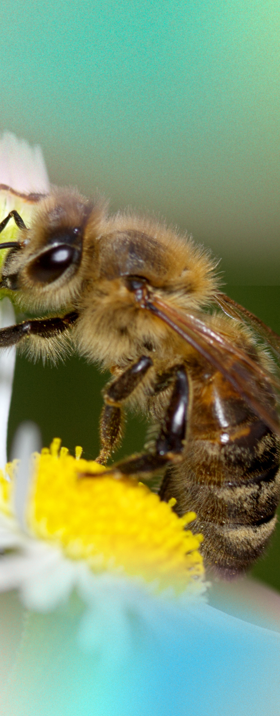 Close-up of a bee on a daisy with white petals and a bright yellow center, set against a soft green background.