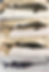 Hybrids (b) (c) , between Russian sturgeon (a) (Acipenser gueldenstaedtii) and American paddlefish (d) (Polyodon spathula)