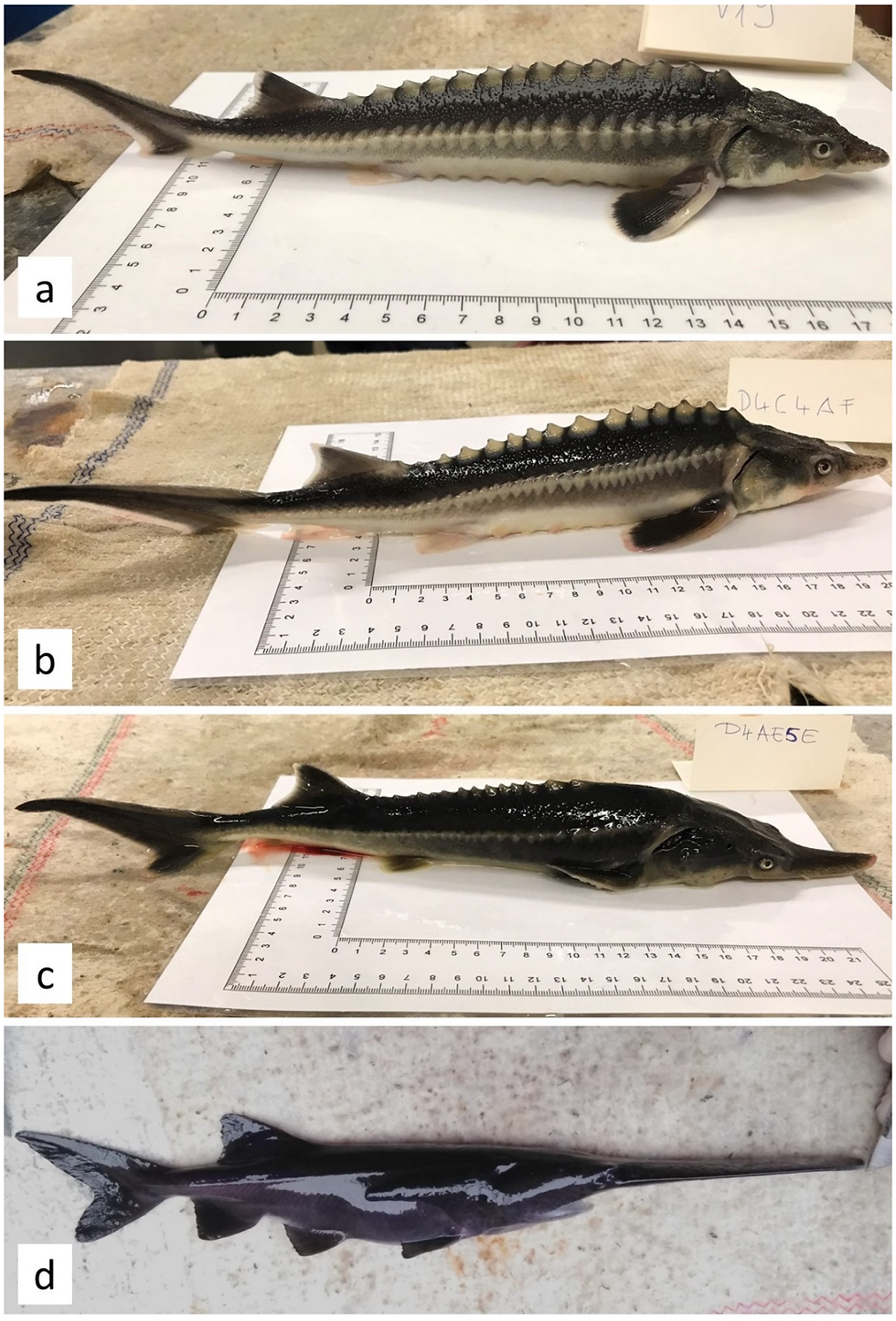 Hybrids (b) (c) , between Russian sturgeon (a) (Acipenser gueldenstaedtii) and American paddlefish (d) (Polyodon spathula)
