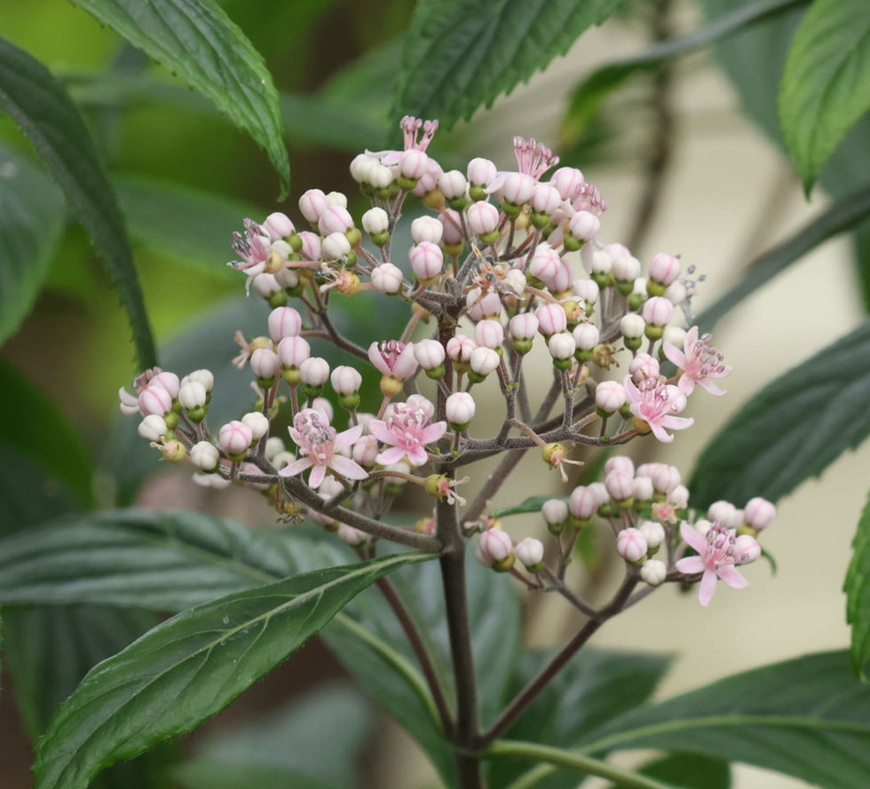 WhatsApp Image 2025-01-06 at 17.29.22.jpg