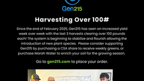 Harvesting OVER 100!